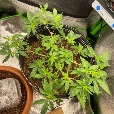 Mamão com Açucar growlog timeline photo
