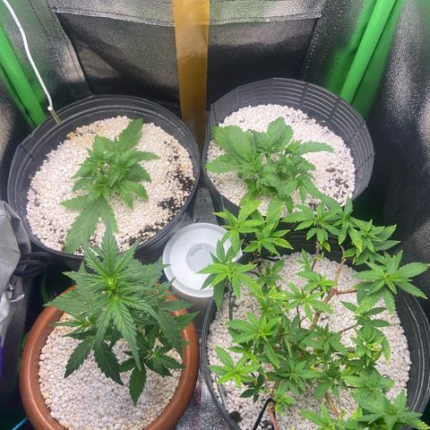 Mamão com Açucar growlog timeline photo