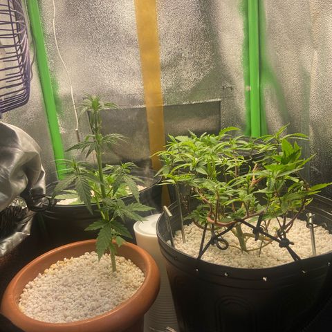 Mamão com Açucar growlog timeline photo