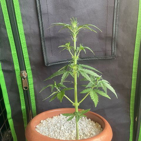 Amnesia Dentista growlog photo: Outra semente. Não vou podar. Apenas desfoliei hoje as fun leaves
