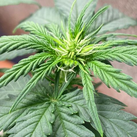 Amnesia Dentista growlog timeline photo