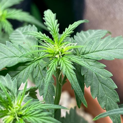 Amnesia Dentista growlog timeline photo