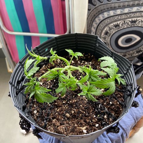 Mamão com Açucar growlog photo: Tangie sky amnesia e mamao