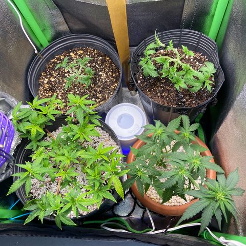 Mamão com Açucar growlog photo: Tangie sky amnesia e mamao