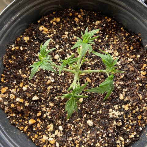 Mamão com Açucar growlog photo: Tangie sky amnesia e mamao