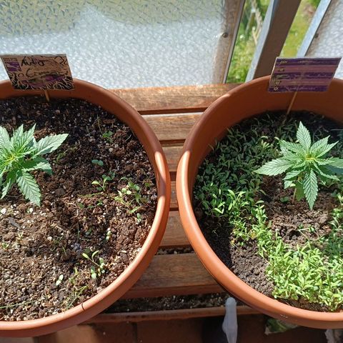 Antje / Brunhilde  growlog timeline photo