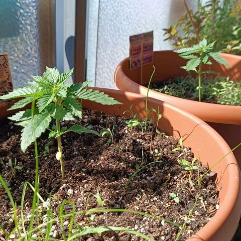 Antje / Brunhilde  growlog timeline photo