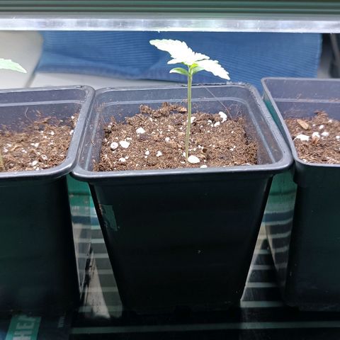 Antje / Brunhilde  growlog timeline photo