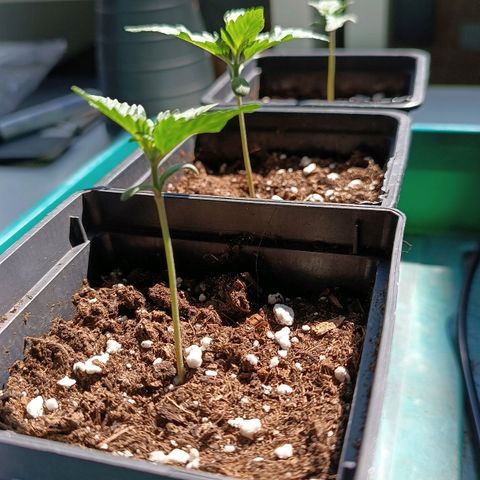 Antje / Brunhilde  growlog photo: 1 Woche
