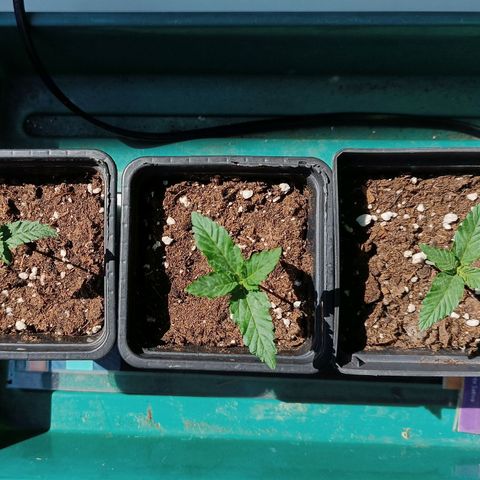 Antje / Brunhilde  growlog photo: 1 Woche