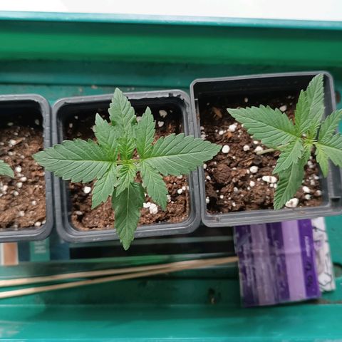 Antje / Brunhilde  growlog timeline photo