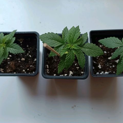 Antje / Brunhilde  growlog photo: 2 Wochen 