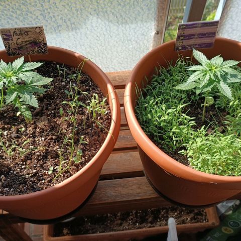 Antje / Brunhilde  growlog timeline photo