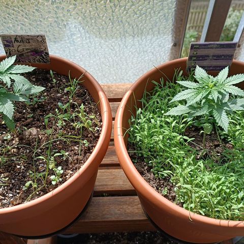 Antje / Brunhilde  growlog photo: Beide haben jeweils ein" verzogenes " Blatt entwickelt 