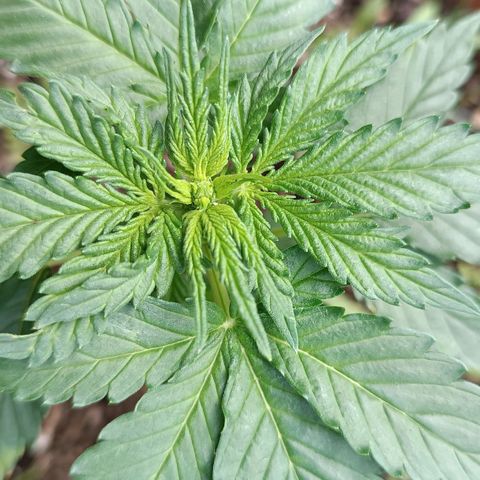 Antje / Brunhilde  growlog photo: Beide haben jeweils ein" verzogenes " Blatt entwickelt 