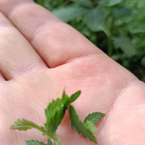 Antje / Brunhilde  growlog photo: Beide haben jeweils ein" verzogenes " Blatt entwickelt 