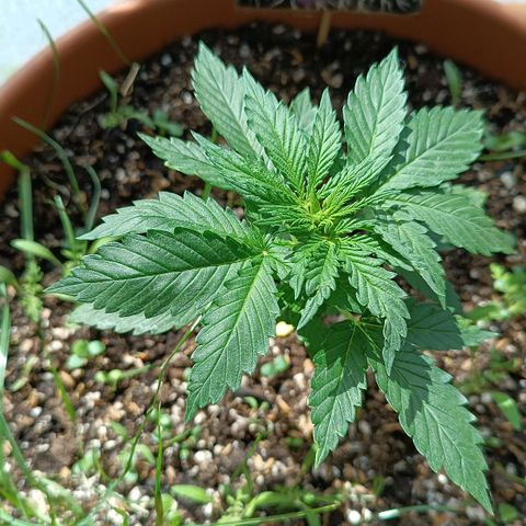 Antje / Brunhilde  growlog photo: Beide haben jeweils ein" verzogenes " Blatt entwickelt 