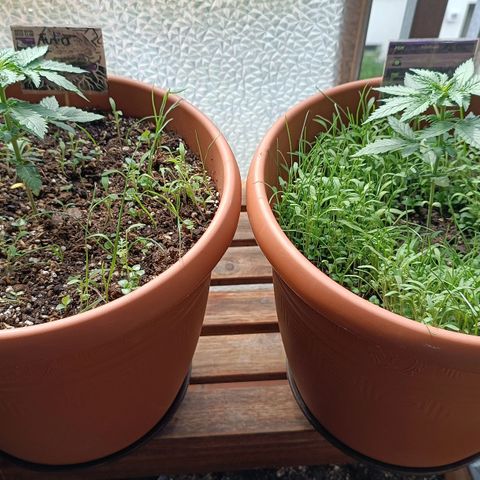 Antje / Brunhilde  growlog photo: Beide haben jeweils ein" verzogenes " Blatt entwickelt 