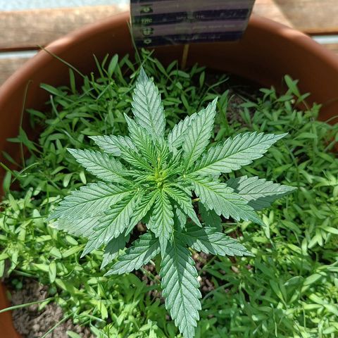 Antje / Brunhilde  growlog photo: Beide haben jeweils ein" verzogenes " Blatt entwickelt 