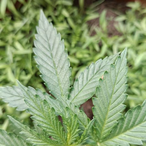 Antje / Brunhilde  growlog photo: Beide haben jeweils ein" verzogenes " Blatt entwickelt 