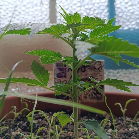 Antje / Brunhilde  growlog timeline photo