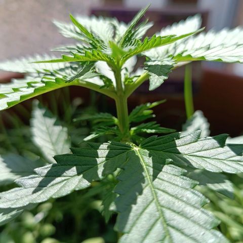 Antje / Brunhilde  growlog timeline photo