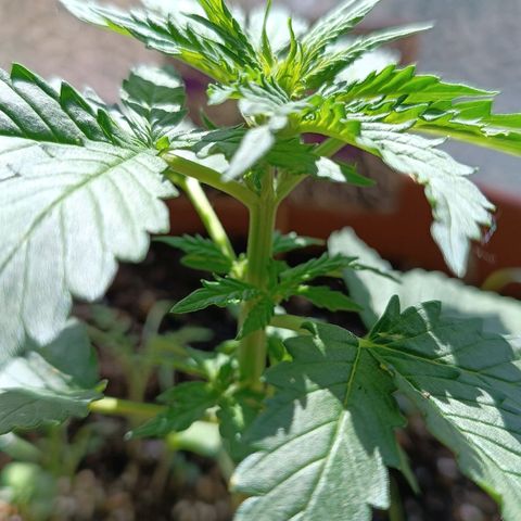 Antje / Brunhilde  growlog timeline photo