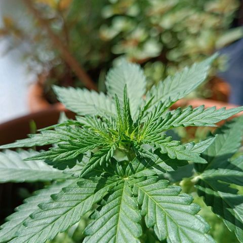 Antje / Brunhilde  growlog timeline photo