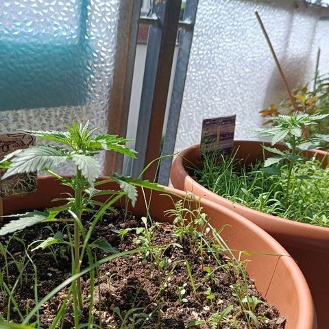 Antje / Brunhilde  growlog timeline photo