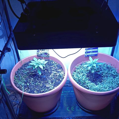 Antje / Brunhilde  growlog photo: Zusätzlich am Abend 