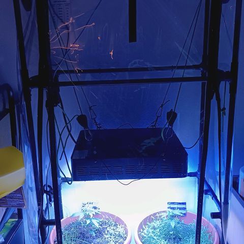 Antje / Brunhilde  growlog timeline photo