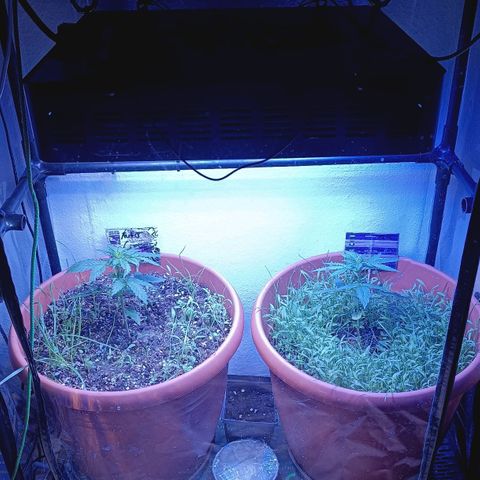 Antje / Brunhilde  growlog timeline photo