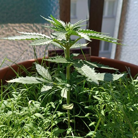 Antje / Brunhilde  growlog timeline photo