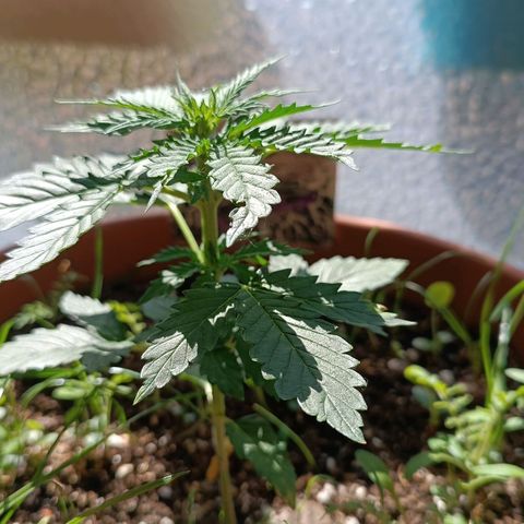 Antje / Brunhilde  growlog timeline photo