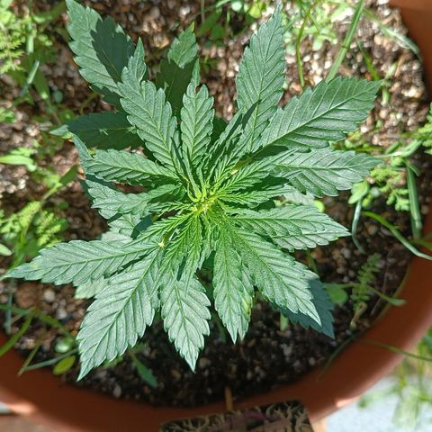 Antje / Brunhilde  growlog timeline photo