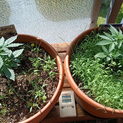 Antje / Brunhilde  growlog timeline photo