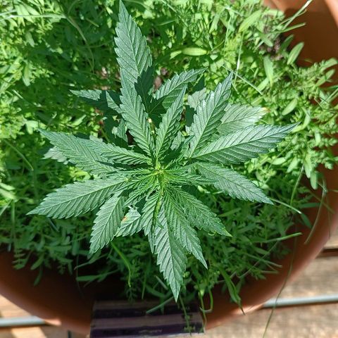 Antje / Brunhilde  growlog timeline photo