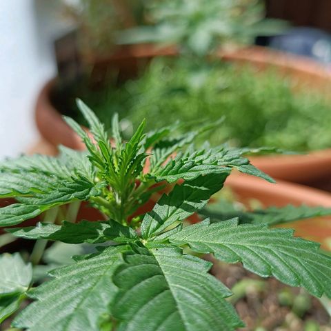 Antje / Brunhilde  growlog timeline photo