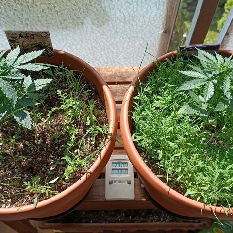 Antje / Brunhilde  growlog timeline photo
