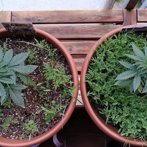 Antje / Brunhilde  growlog timeline photo