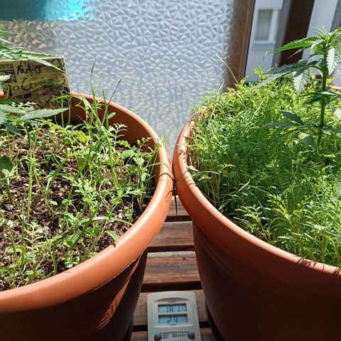 Antje / Brunhilde  growlog timeline photo