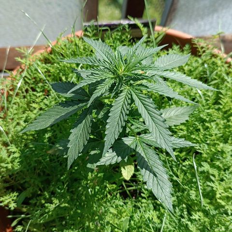 Antje / Brunhilde  growlog timeline photo
