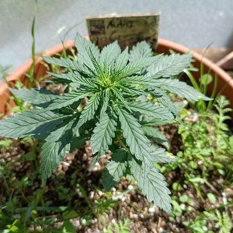 Antje / Brunhilde  growlog timeline photo