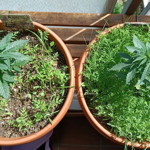 Antje / Brunhilde  growlog timeline photo