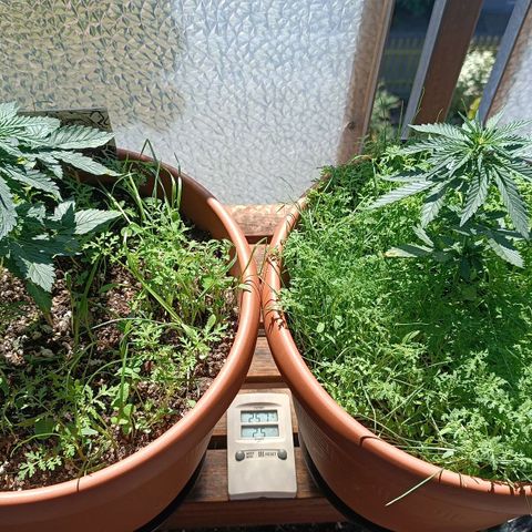 Antje / Brunhilde  growlog timeline photo