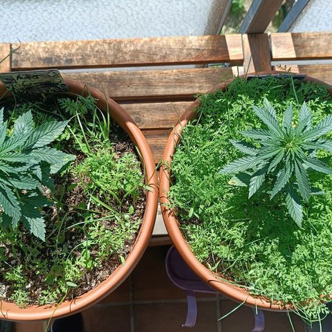 Antje / Brunhilde  growlog timeline photo