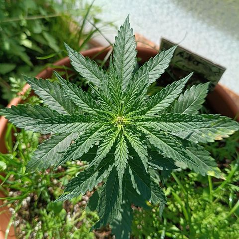 Antje / Brunhilde  growlog timeline photo