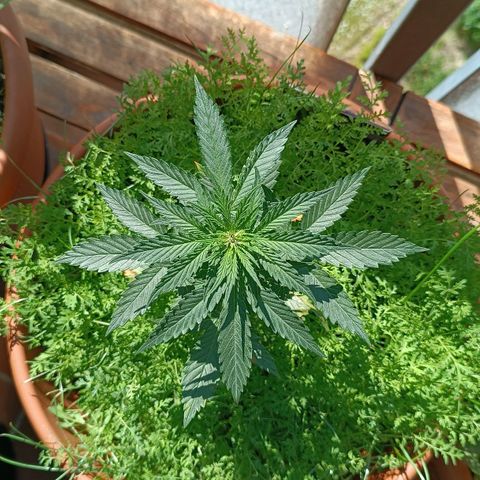 Antje / Brunhilde  growlog timeline photo