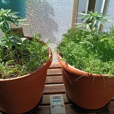 Antje / Brunhilde  growlog timeline photo