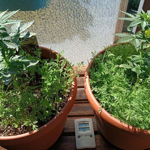 Antje / Brunhilde  growlog timeline photo